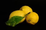 STILL-LIFE