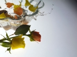 Still-Life-3